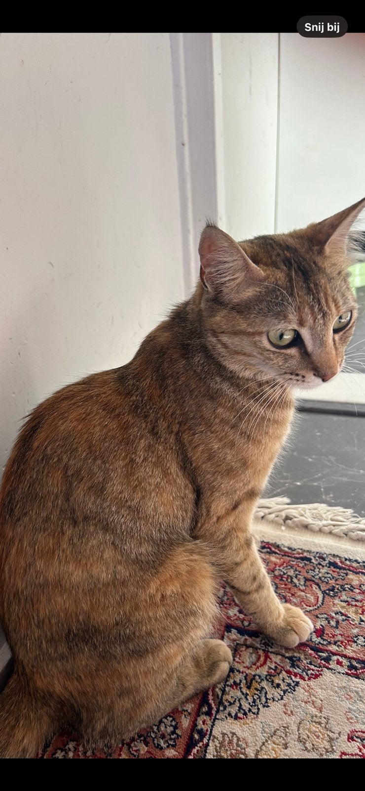 Lieve poesje bijna 1 jaar oud, Dieren en Toebehoren, Katten en Kittens | Overige Katten, Poes