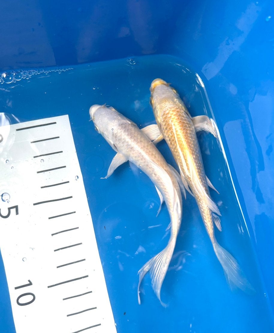 Japanse witte (platinum) butterfly koi!/gele butterfly koi, Dieren en Toebehoren, Karper of Koi