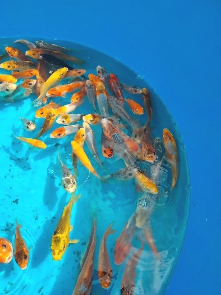 Japanse nakweek koi karpers, Dieren en Toebehoren, Karper of Koi