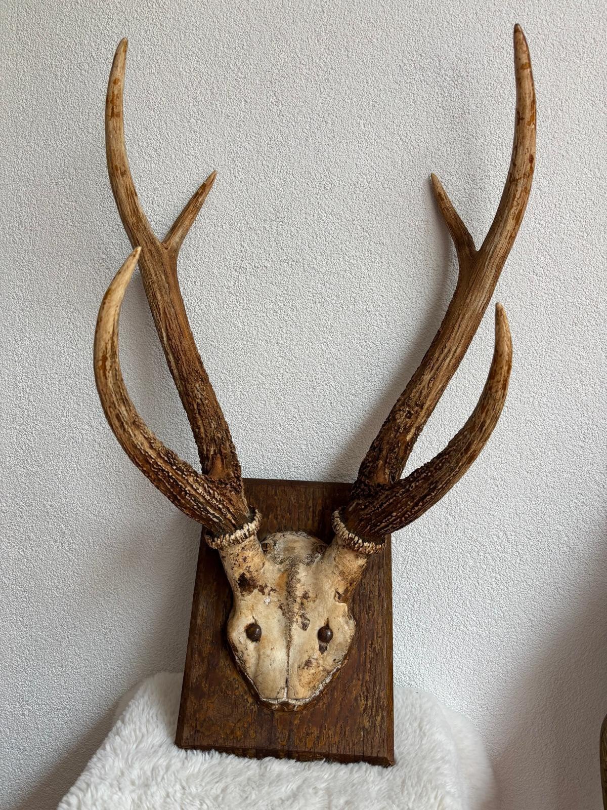 Gewei, oud, jacht, 70 x 38 cm, eikenhouten schild, Verzamelen, Dierenverzamelingen, Ophalen of Verzenden, Gebruikt, Hert, Gewei of Kop