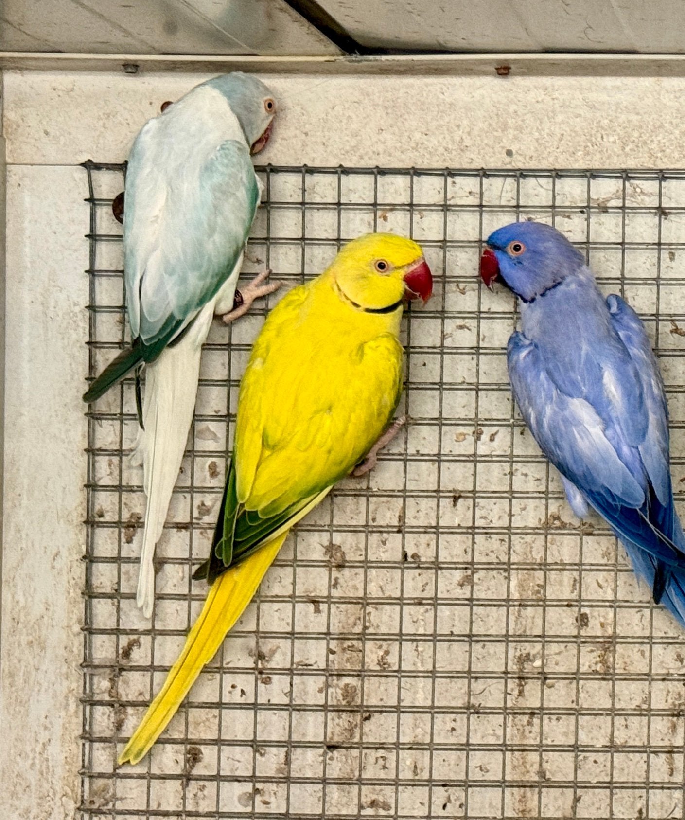 Halsbandparkieten in bleekstaart en opaline, Meerdere dieren, Parkiet, Geringd