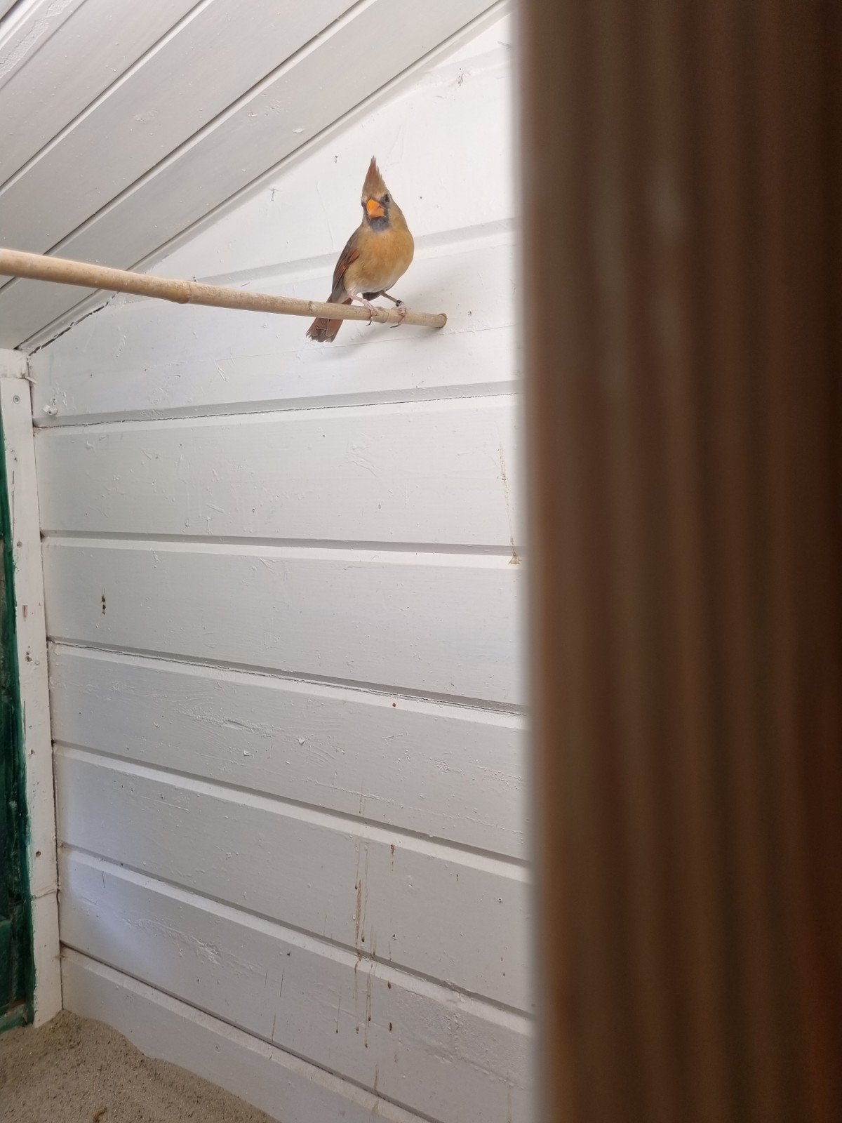 Koppel rode kardinalen geringd, Meerdere dieren, Geringd