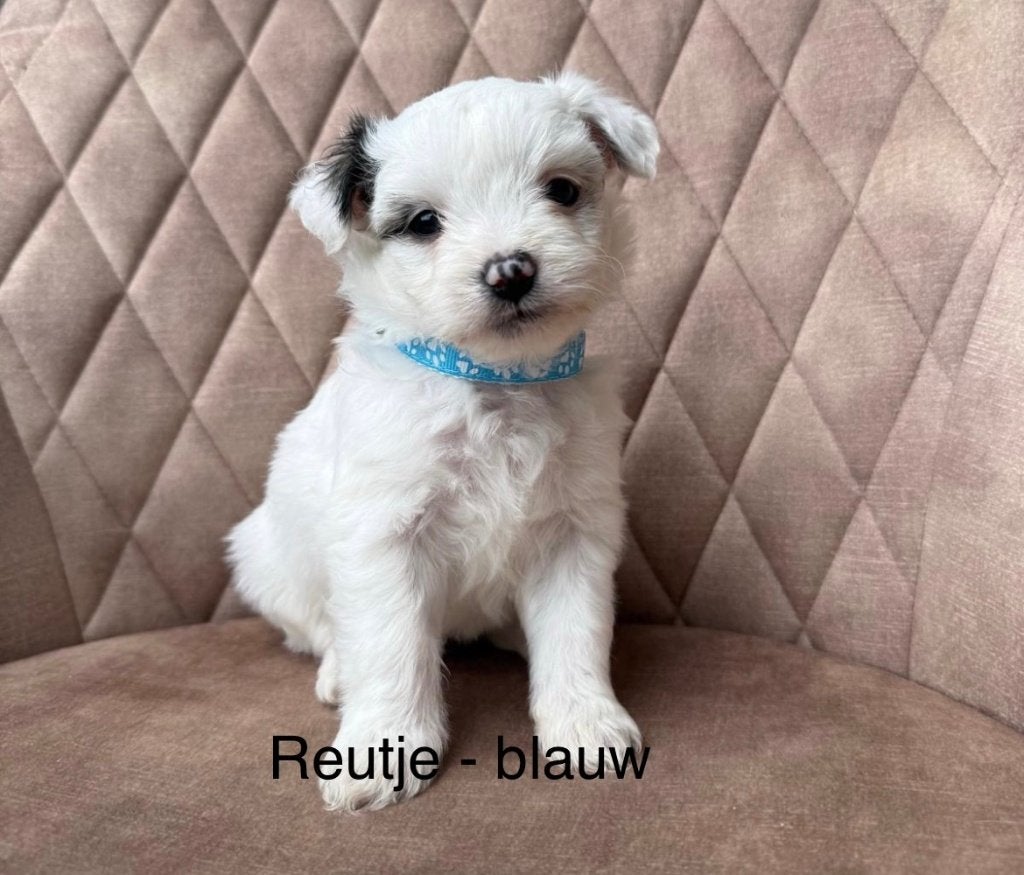 Super knappe Malthezer boomer pups Kleine hondjes, Dieren en Toebehoren, Honden | Chihuahua's en Gezelschapshonden, Maltezer, 8 tot 15 weken