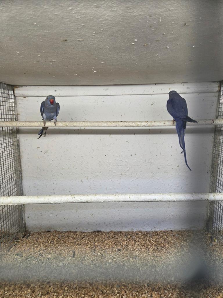 Blauw violet halsbanden, Meerdere dieren, Parkiet