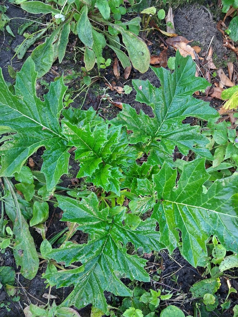 tuinplanten 1 grote  acantus plant zonder pot, Vaste plant, Halfschaduw, Zomer, Ophalen