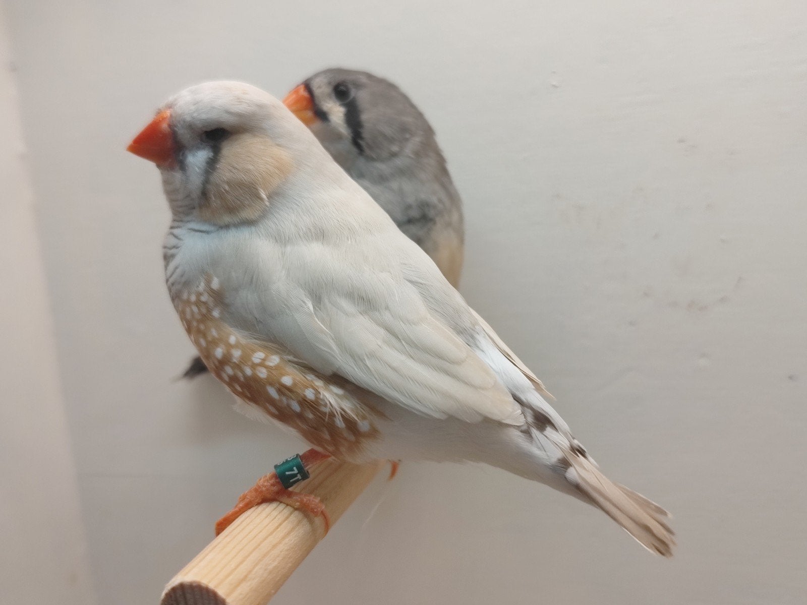 3x  koppel zebravinken (p.p.paar), Meerdere dieren, Geringd
