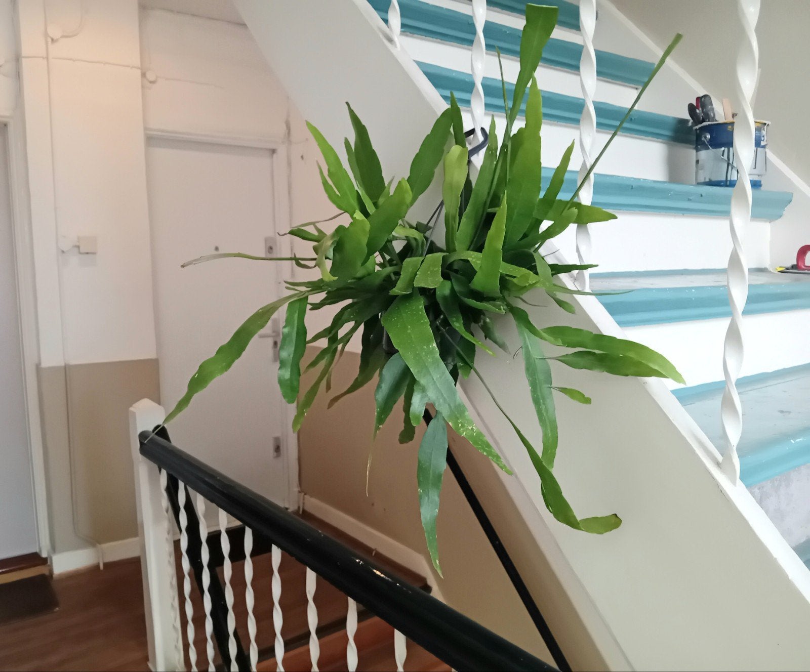 Hangplant 60cm  Heel weinig licht en water nodig, Huis en Inrichting, Ophalen, Vetplant, Halfschaduw, In pot