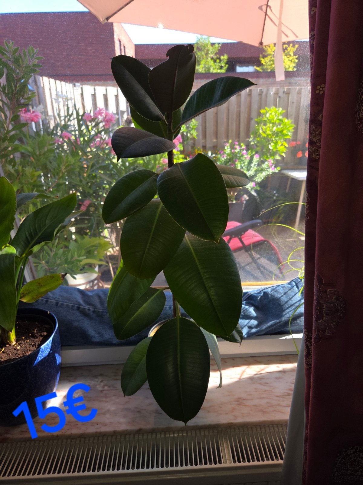 Foto 9 van ficus elastica
