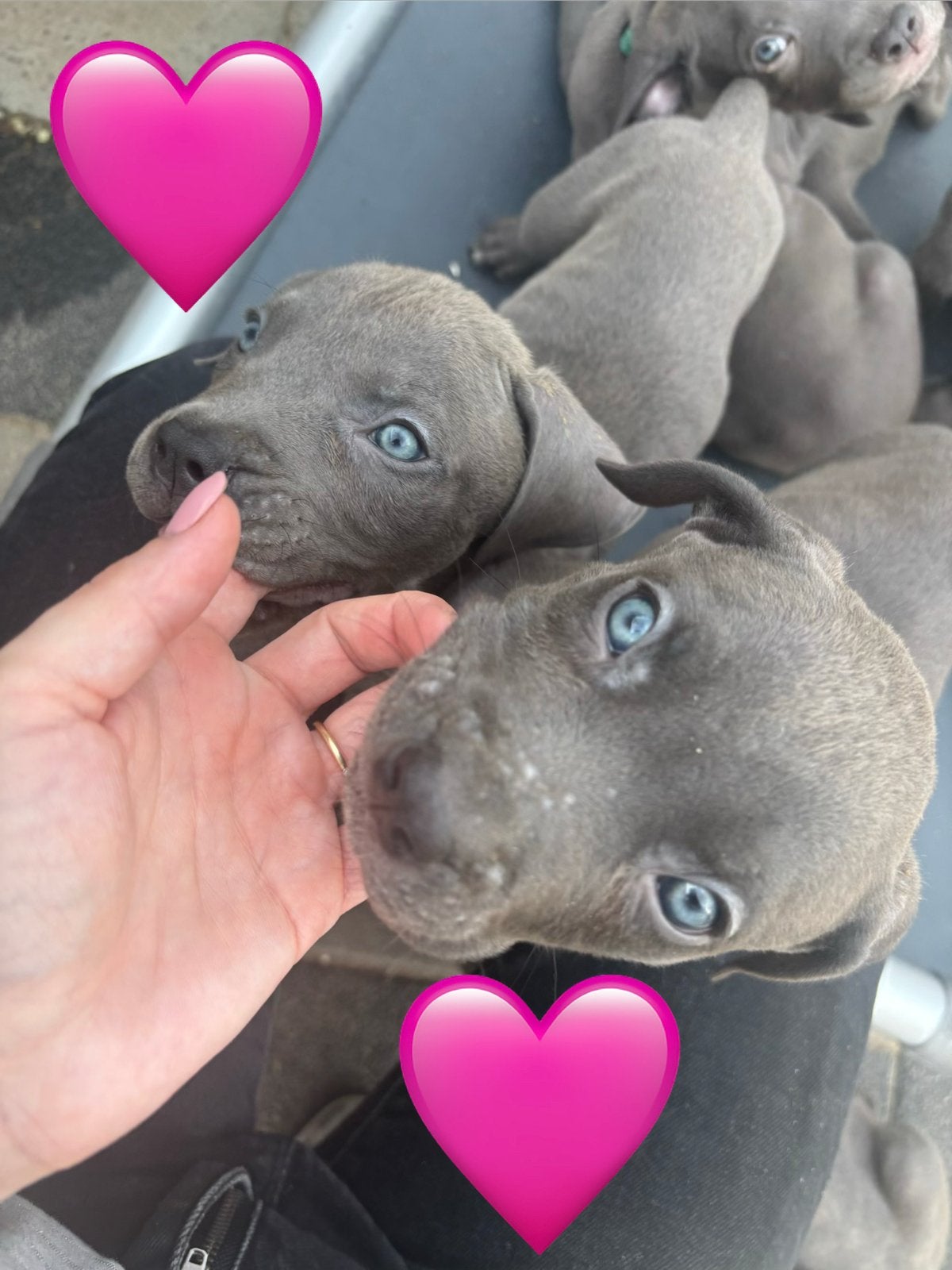 Puppies 7 weken oud!, 8 tot 15 weken, Meerdere, Meerdere dieren, Nederland