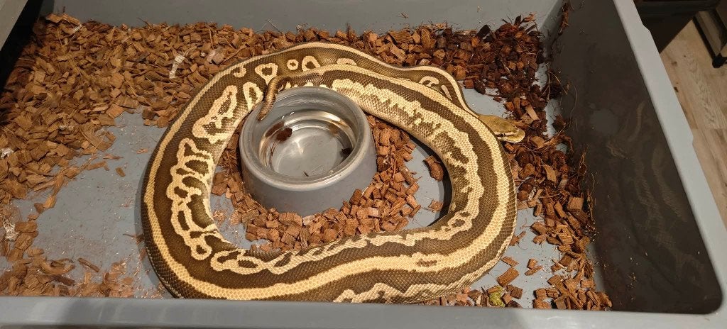 ball python 0.1 mojave leo pastel DH clown/pied (Houten) Ball Python - female for sale from shirley sterckx