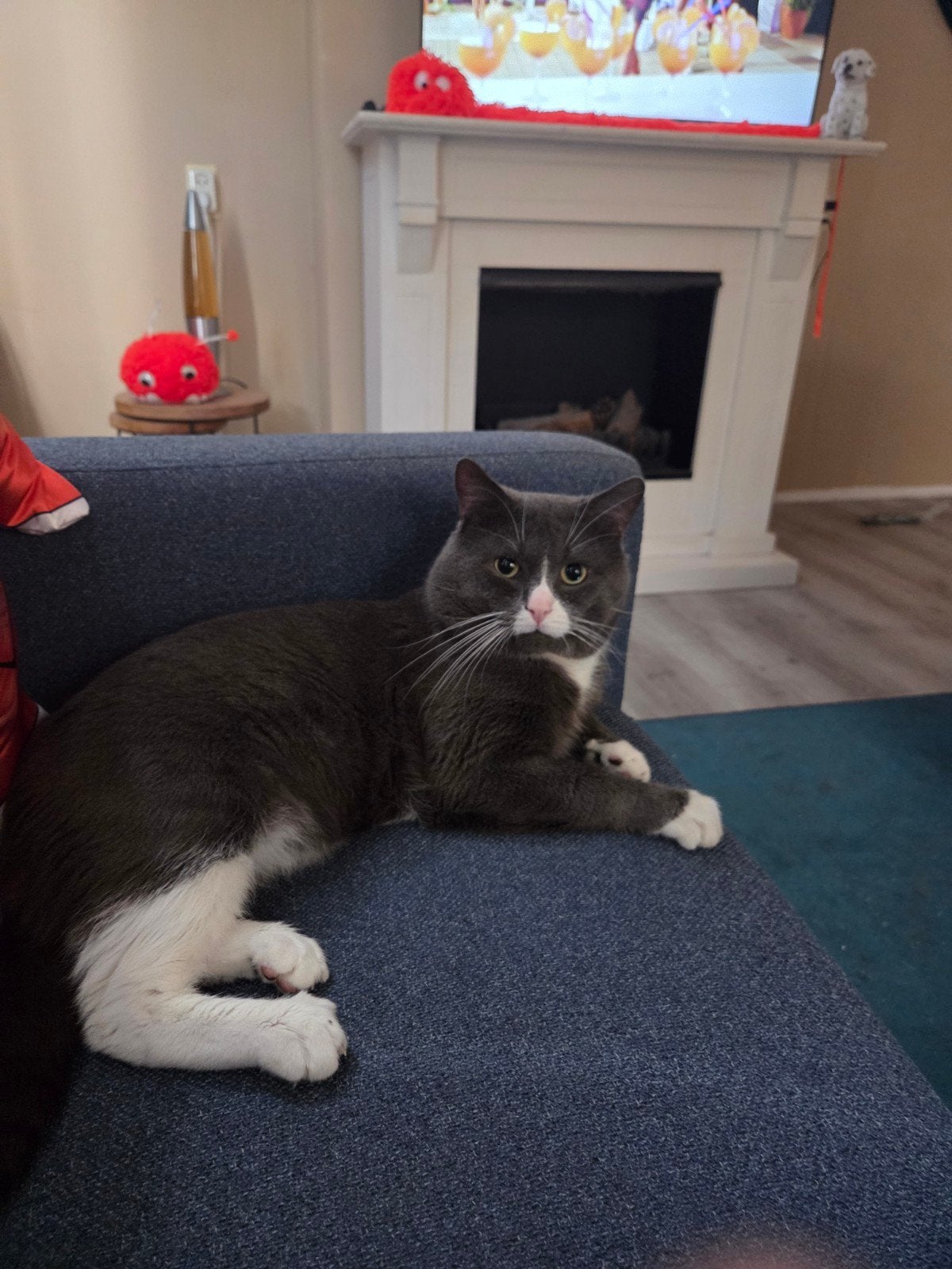 Kater, Kater, Met stamboom, 3 tot 5 jaar