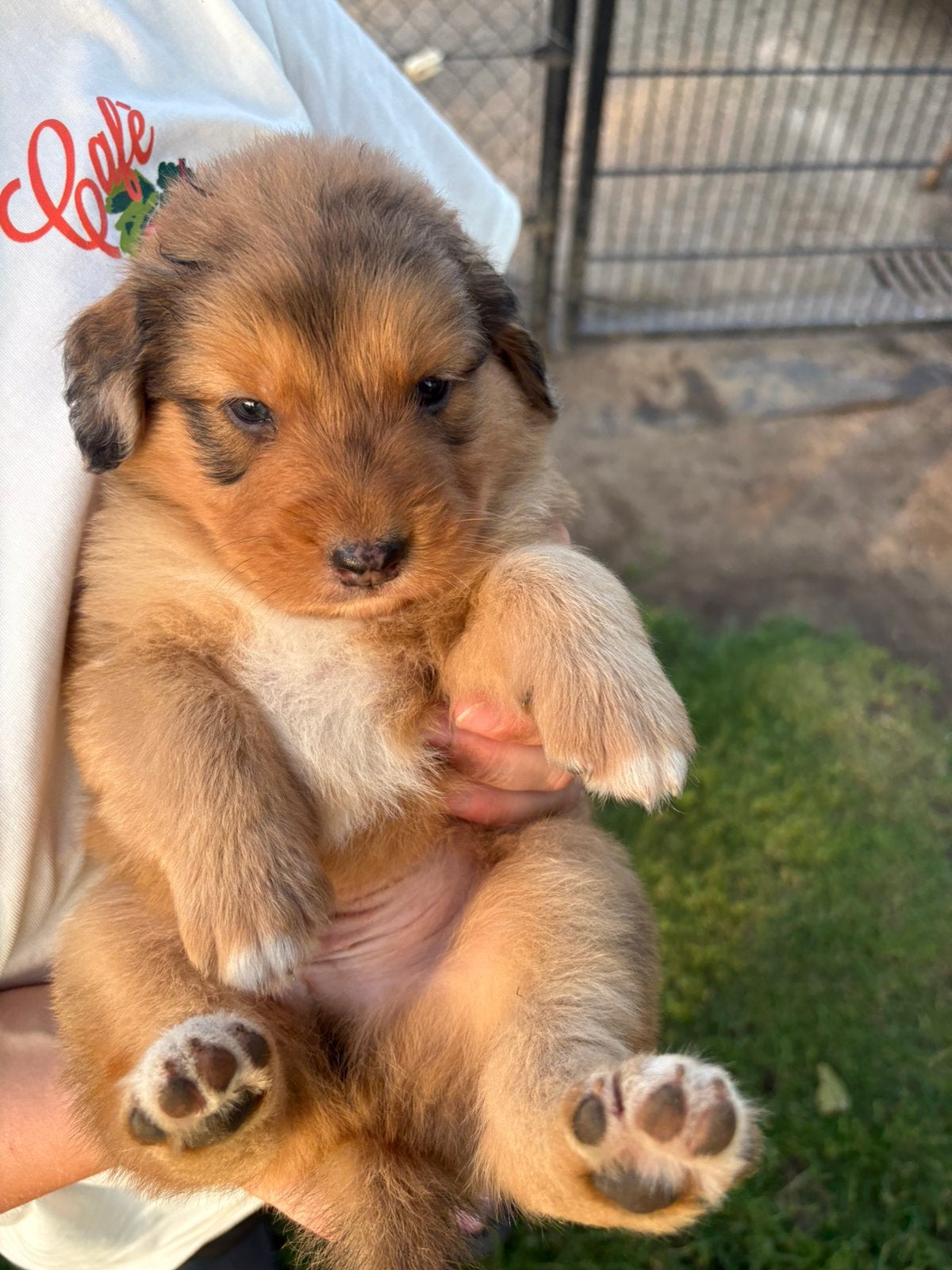 Toller (nova scotia duck tolling retriever  x aussie pup, Parvo, 8 tot 15 weken, Meerdere, Nederland
