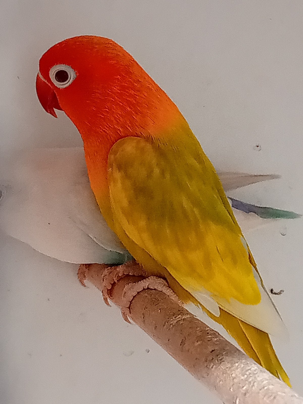 pale fallow opaline man, Dieren en Toebehoren
