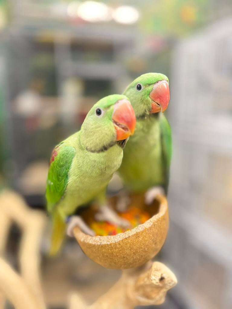 Jonge alexender parkieten, Meerdere dieren, Papegaai, Pratend