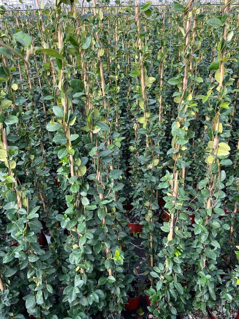 Sterjasmijn (Trachelospermum jasminoides) groene Klimplant, Tuin en Terras, Planten | Struiken en Hagen, Overige soorten, Ophalen of Verzenden