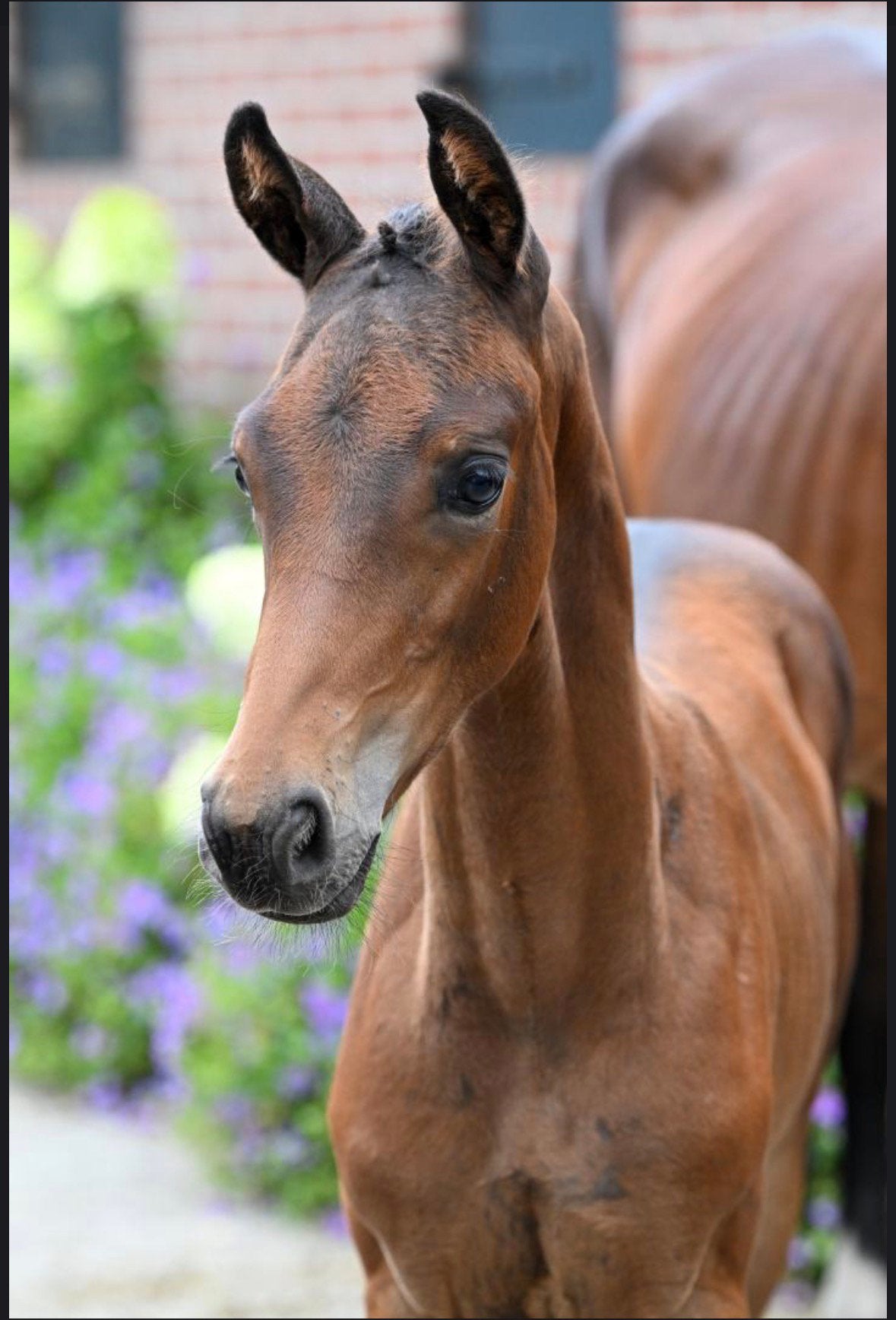 Winson – Veelbelovend dressuurtalent, Hengst, Dressuurpaard, 0 tot 2 jaar