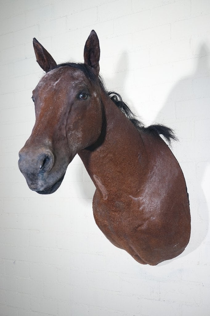 paard shouldermount taxidermy, Ophalen of Verzenden, Zo goed als nieuw, Hert, Gewei of Kop