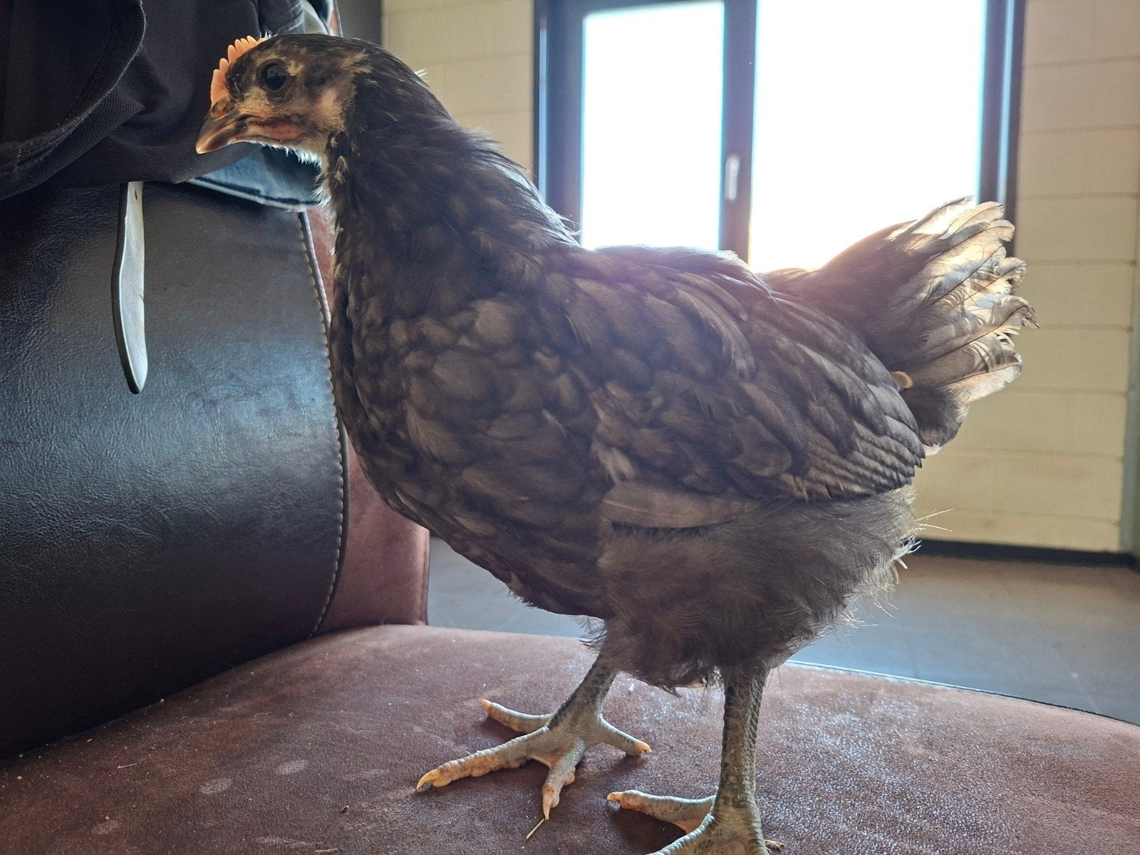 3 jonge australorp hanen, Dieren en Toebehoren, Pluimvee, Mannelijk, Kip