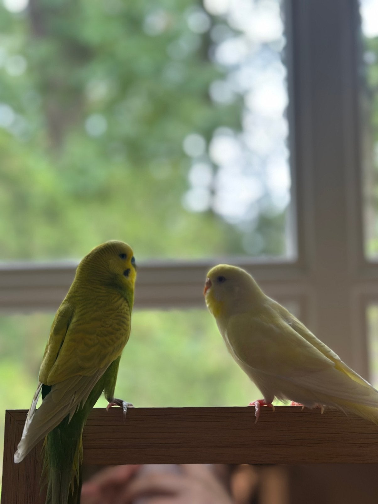 Twee lieve, sociale parkieten zoeken samen een fijn thuis, Dieren en Toebehoren, Meerdere dieren, Parkiet