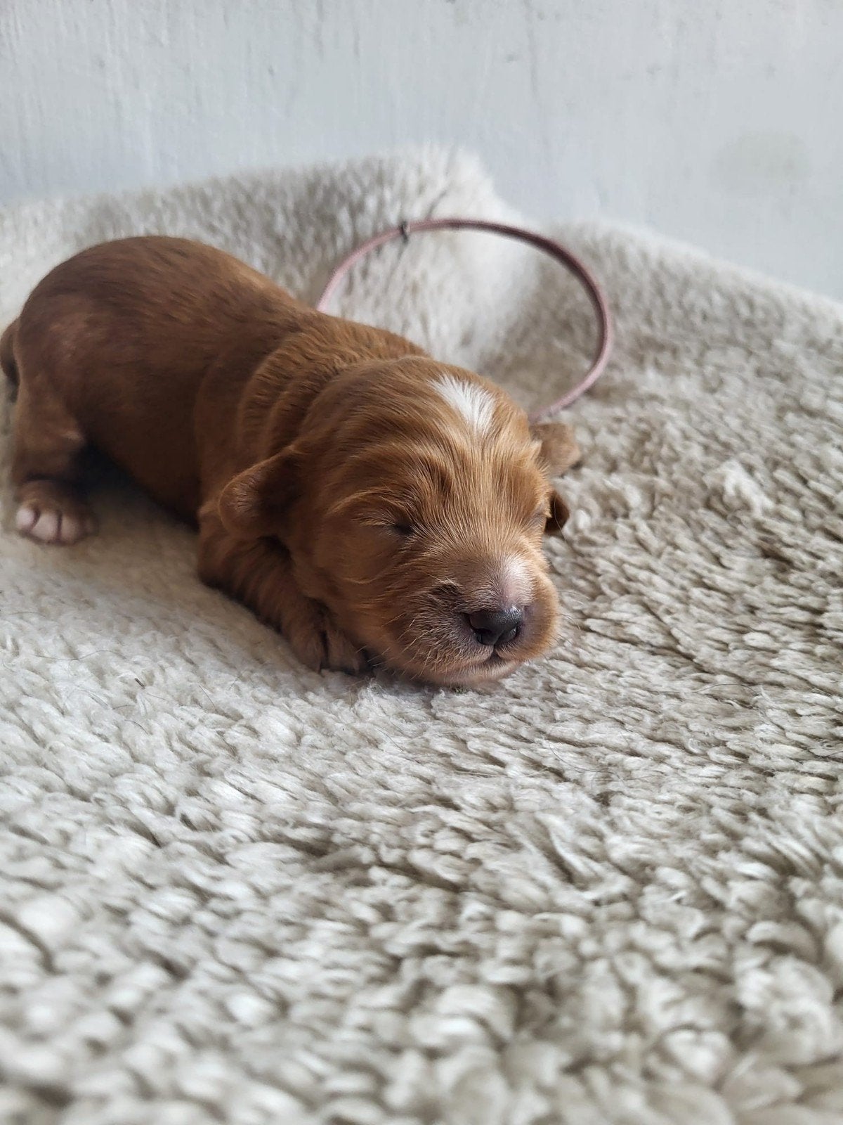 Australian labradoodle pups met stamboom, Parvo, Overige rassen, 8 tot 15 weken, Meerdere