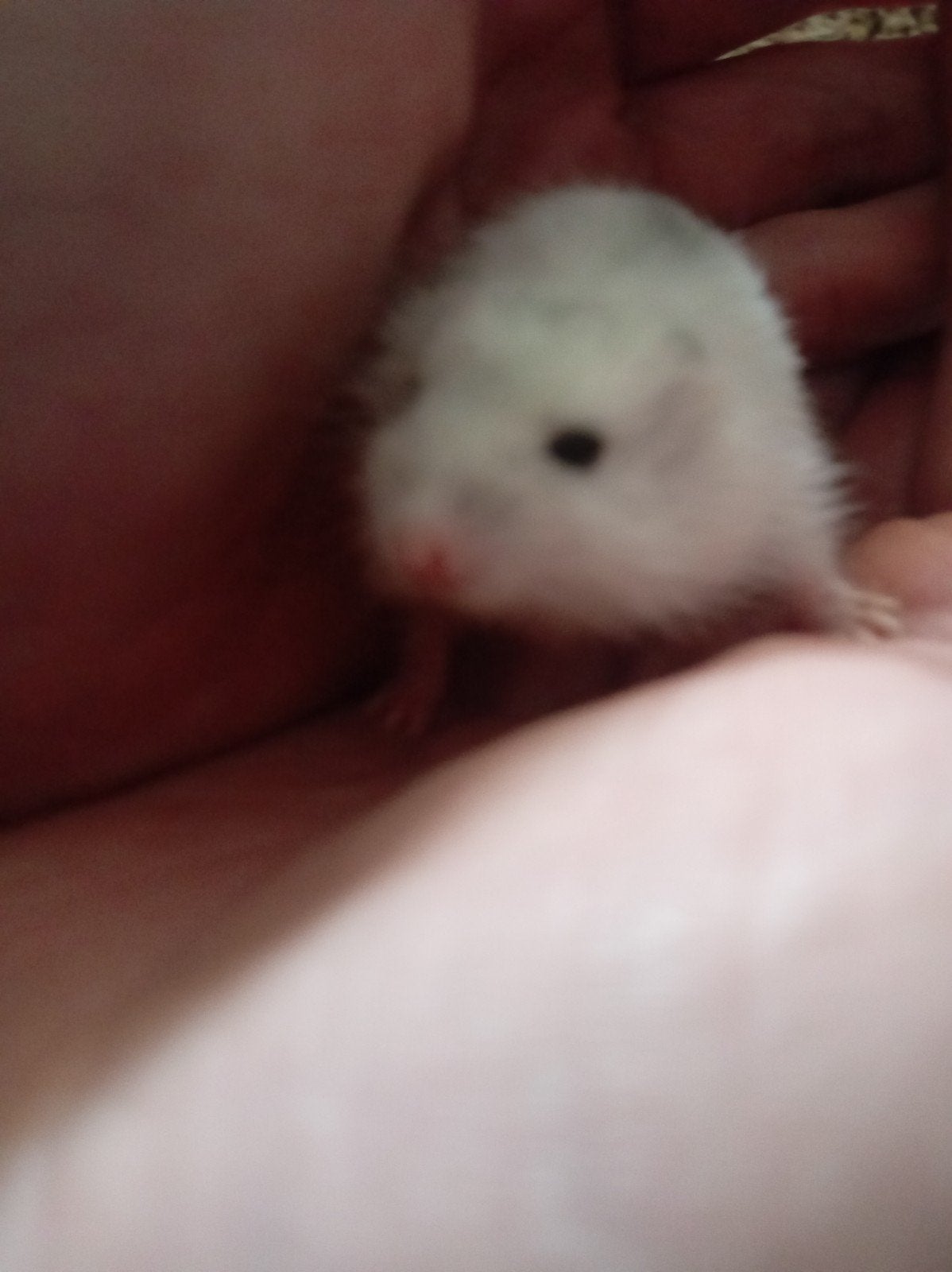 hamsters, Dieren en Toebehoren, Hamster, Augustus, Geslacht onbekend, Tam