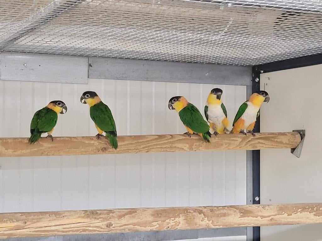 Zwartkop caïques, Dieren en Toebehoren, Meerdere dieren