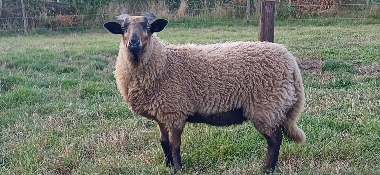 Ooi lam Drents Heideschaap dassenkop, Vrouwelijk, Schaap, 0 tot 2 jaar