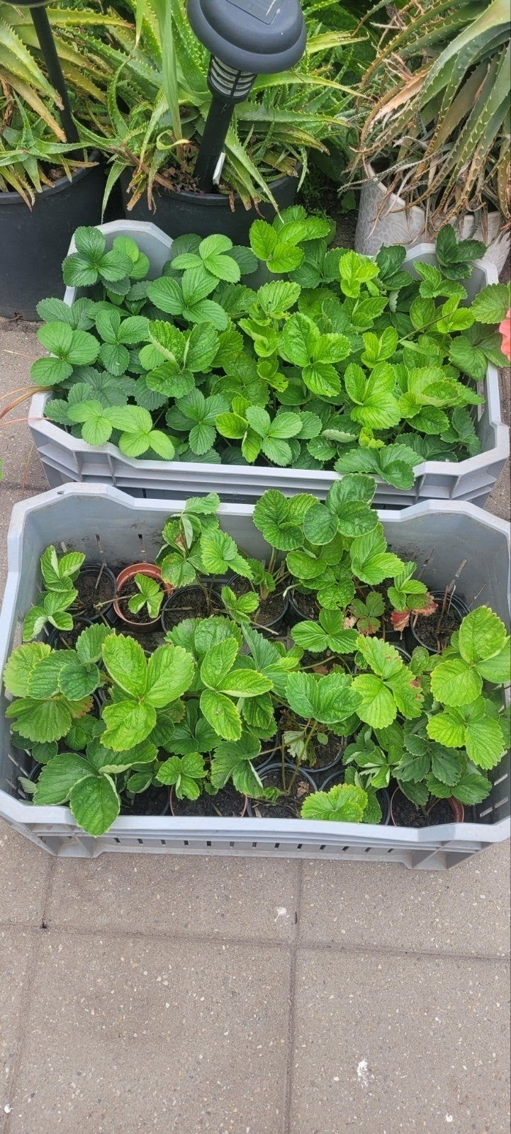 Aardbeiplanten voor eigen kweek, Volle zon, Vaste plant, Ophalen of Verzenden, Fruitplanten