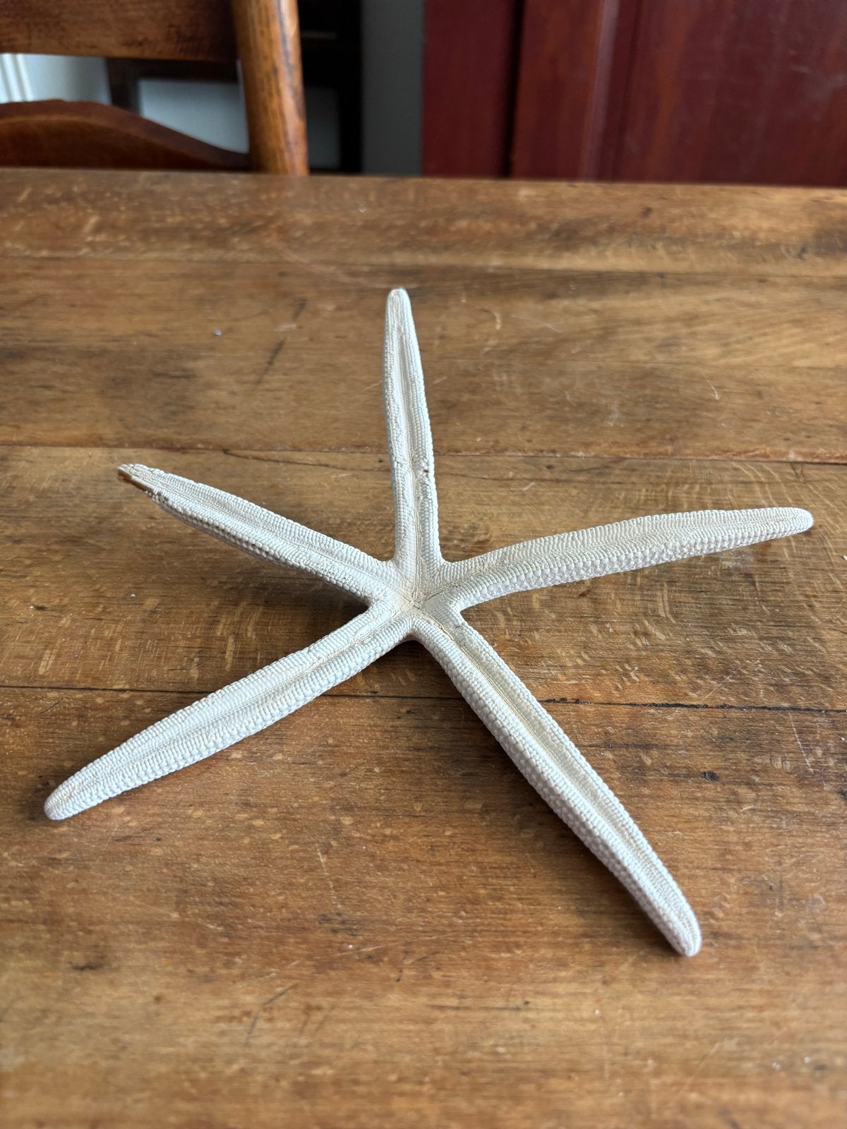 Echte zeester decoratie, Beige, Overige stijlen, Ophalen of Verzenden, Zo goed als nieuw