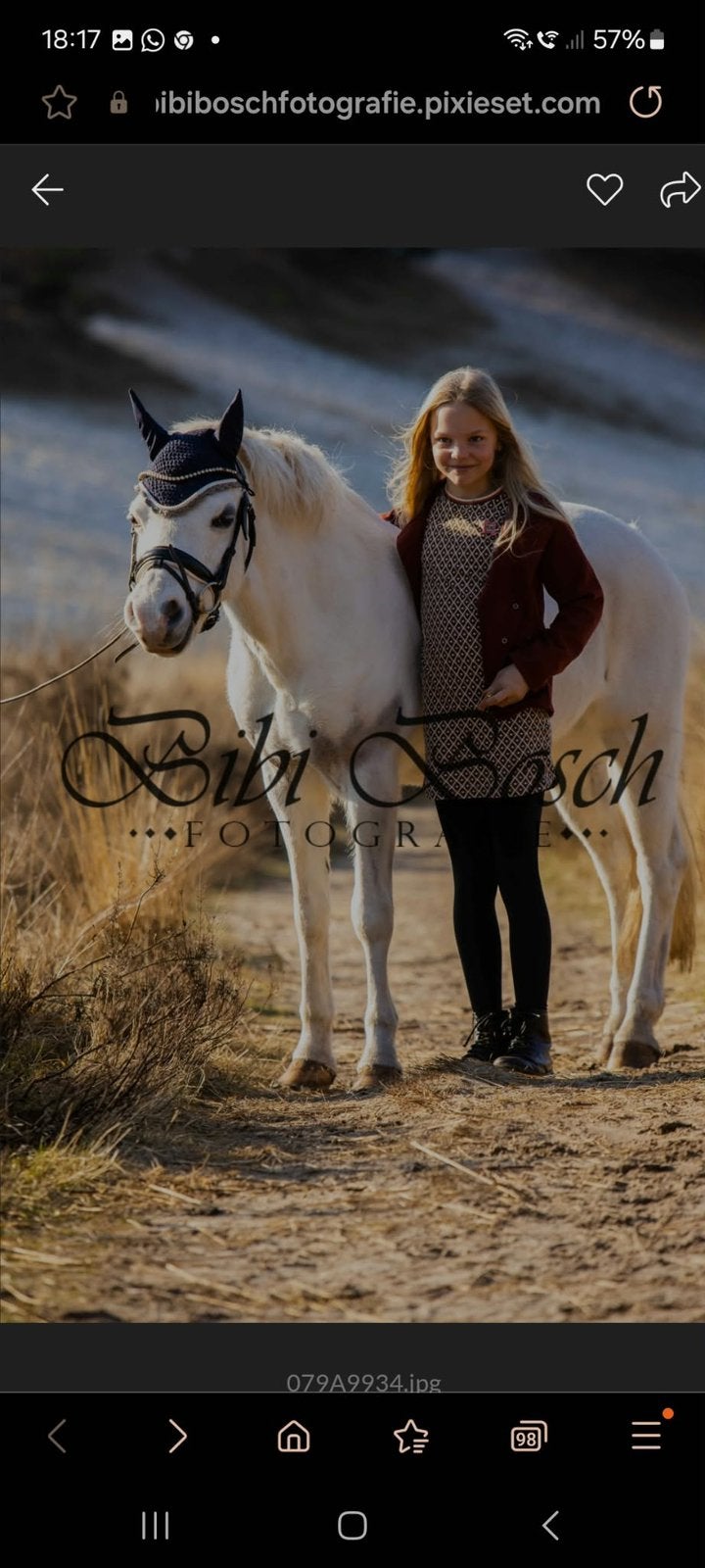 Ervaren B-pony te koop, Merrie, Met stamboom, Dressuurpony, L