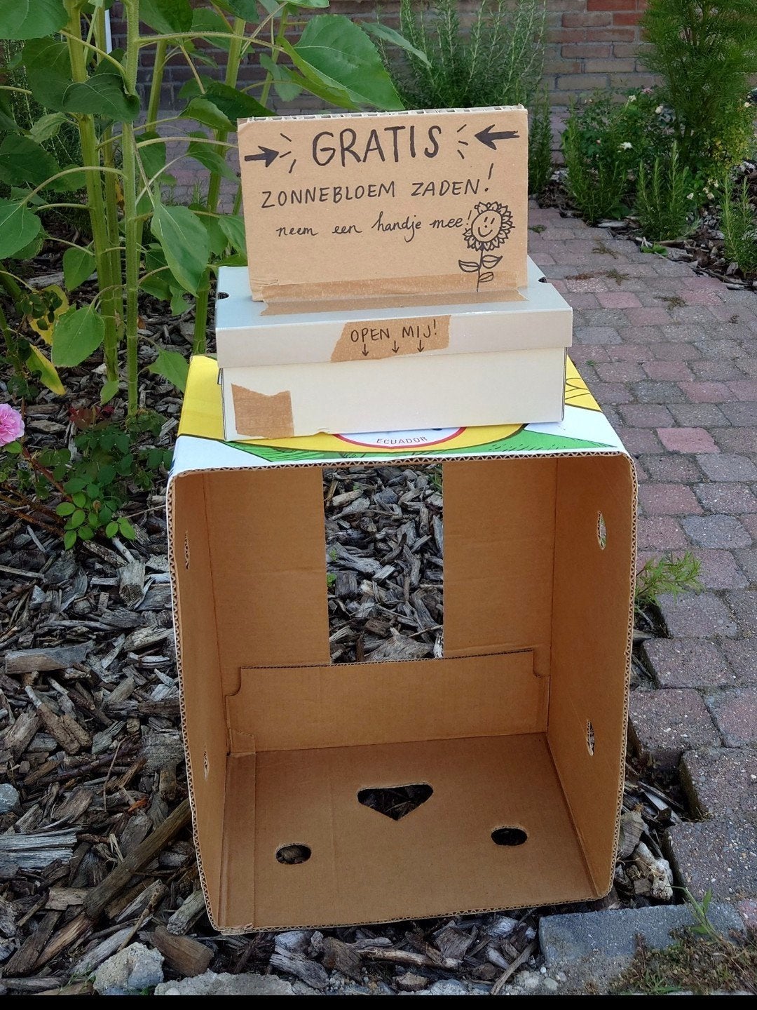 GRATIS zonnebloemzaden!, Ophalen, Volle zon