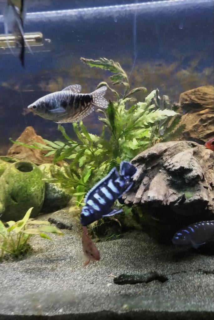 Aquarium en homarium, Ophalen, Inclusief slangen, Zo goed als nieuw, Overige typen