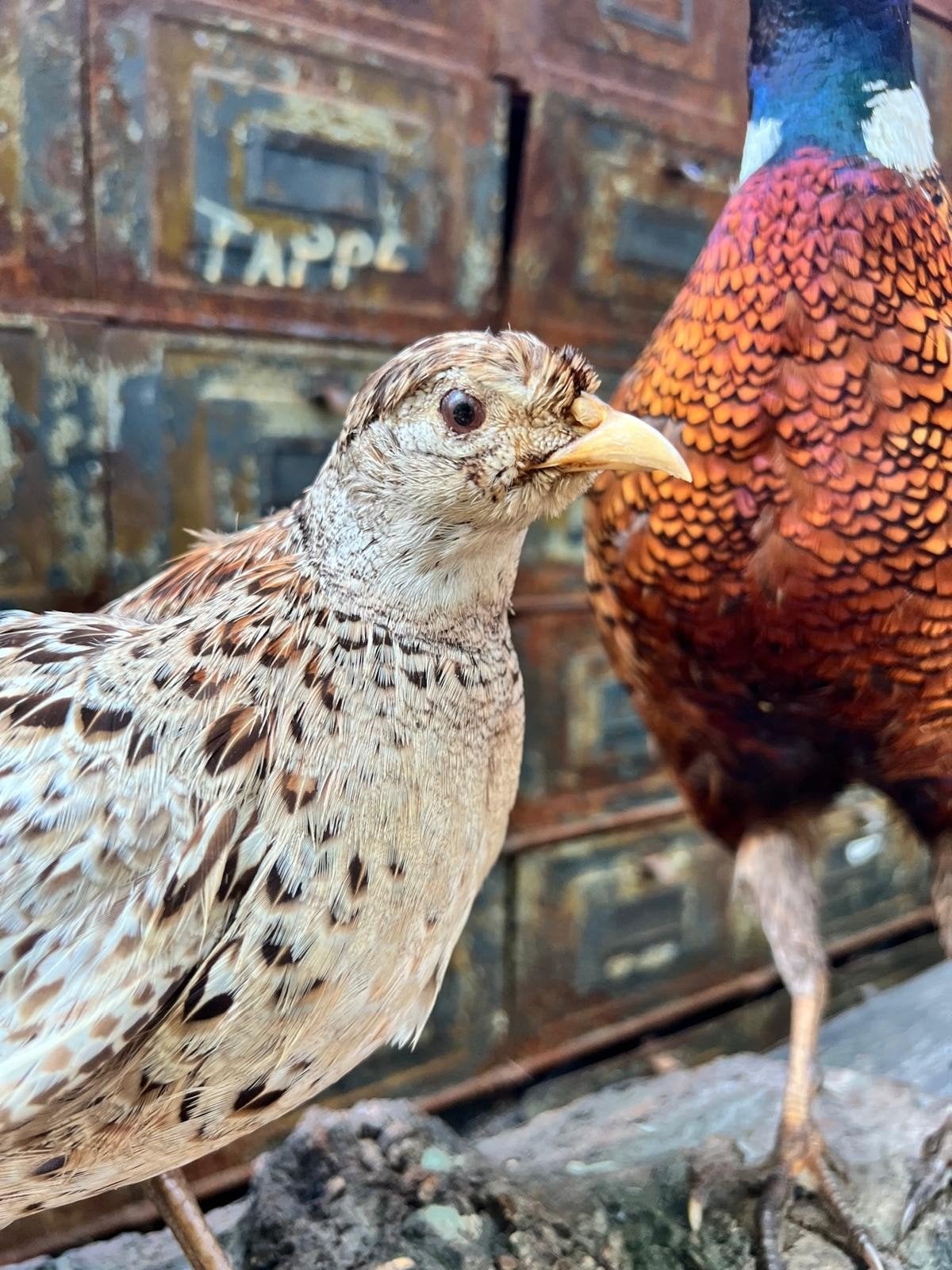 Prachtig setje Fazanten, Ophalen of Verzenden, Zo goed als nieuw, Vogel, Opgezet dier