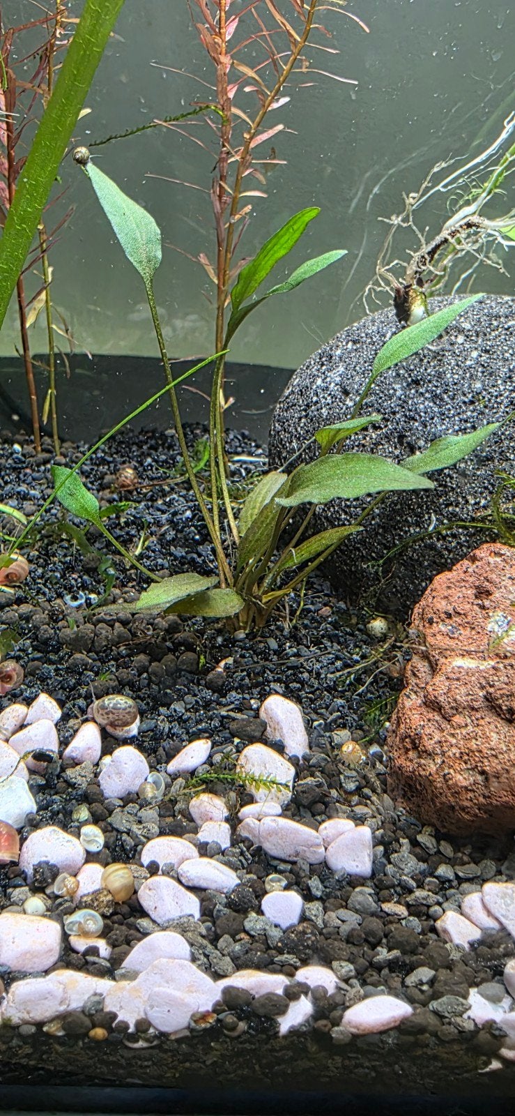 Cryptocoryne Aquarium plant, Vis