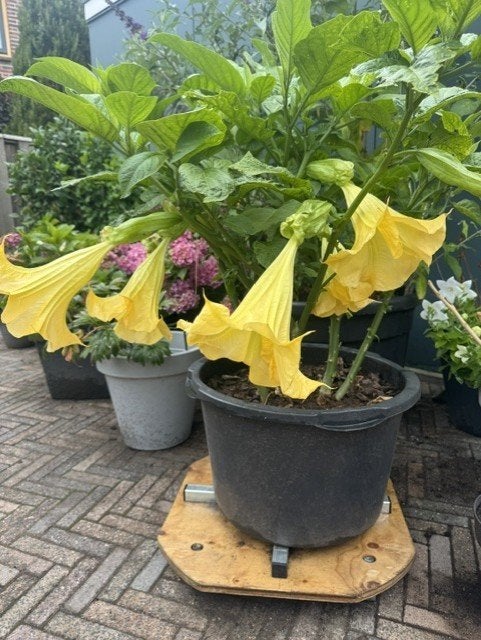 Brugmansia (stekjes á €5,-), Tuin en Terras, Planten | Tuinplanten, Ophalen, Eenjarig, Overige soorten, Volle zon