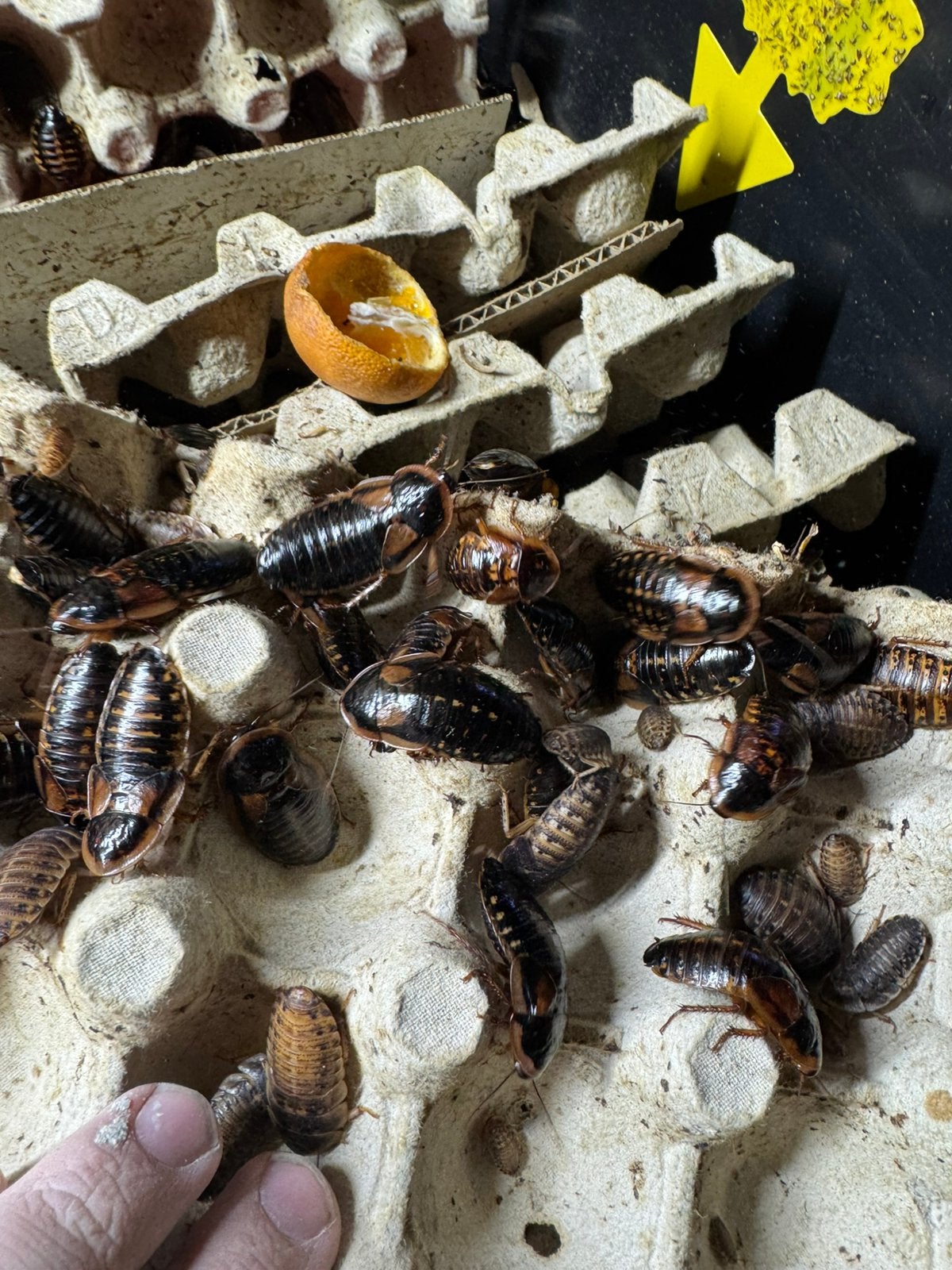 Dubia kakkerlakken, Dieren en Toebehoren, Ophalen of Verzenden, Nieuw, Overige typen