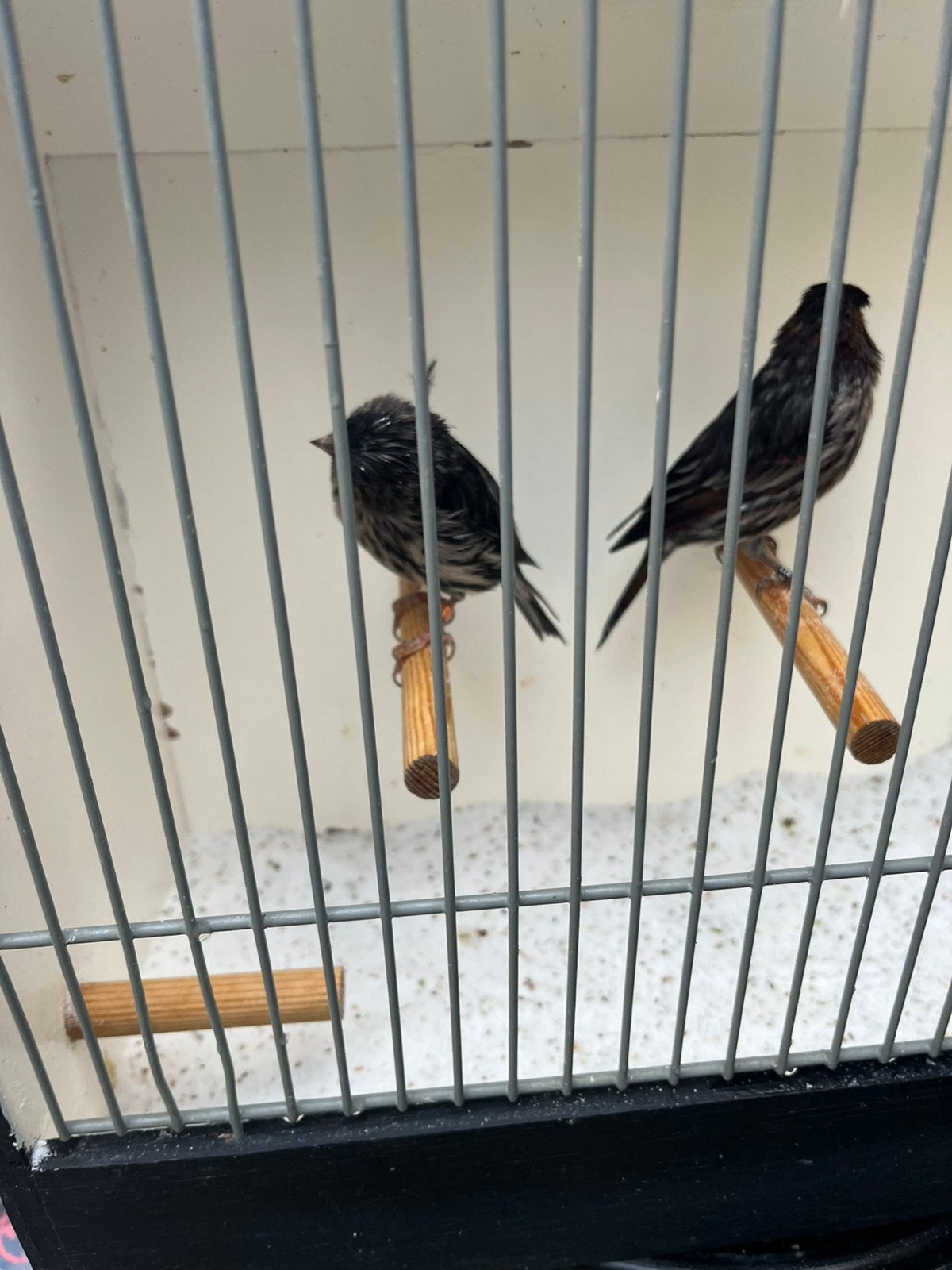 Te Koop, Dieren en Toebehoren, Meerdere dieren, Kleurkanarie