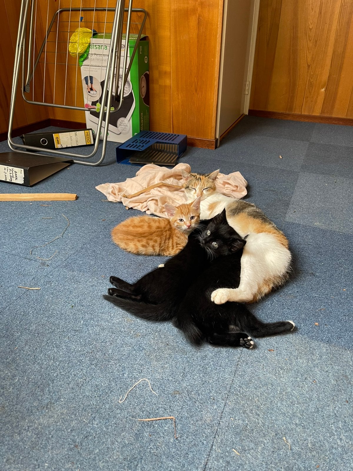 Kittens, Kater, Kortharig, 0 tot 2 jaar