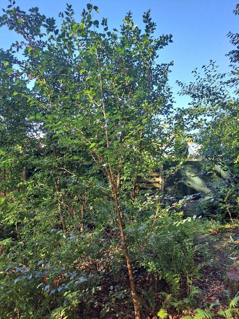 berk, betula pendula, Overige soorten, Lente, 100 tot 250 cm, Ophalen