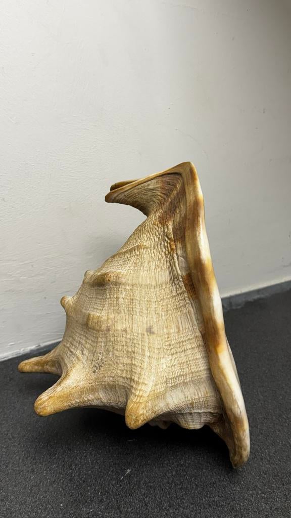 Grote schelp, Strombus Gigas, Ophalen of Verzenden, Gebruikt