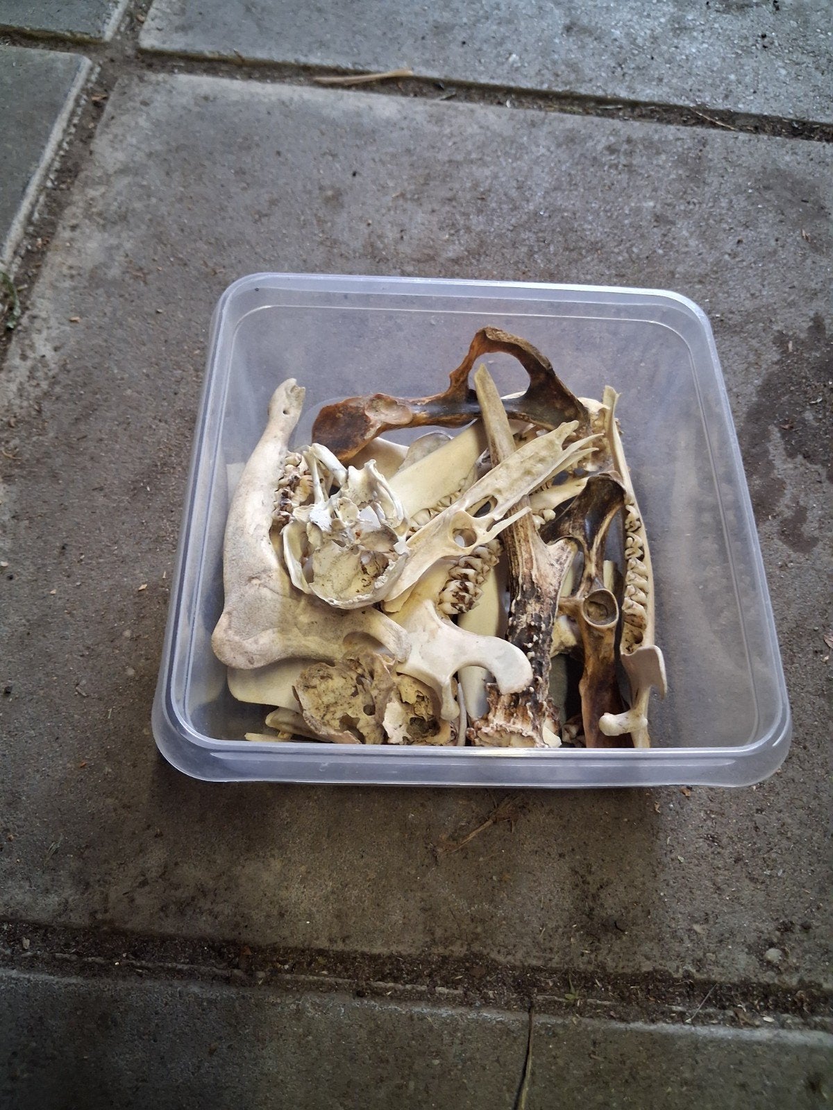 bakje met verschillende botjes en kaken en schedeltjes, Ophalen of Verzenden