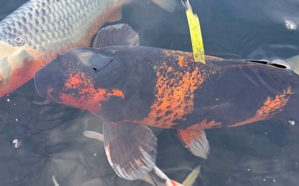 Afhalen voor klein prijsje: diverse koi, Dieren en Toebehoren, Karper of Koi