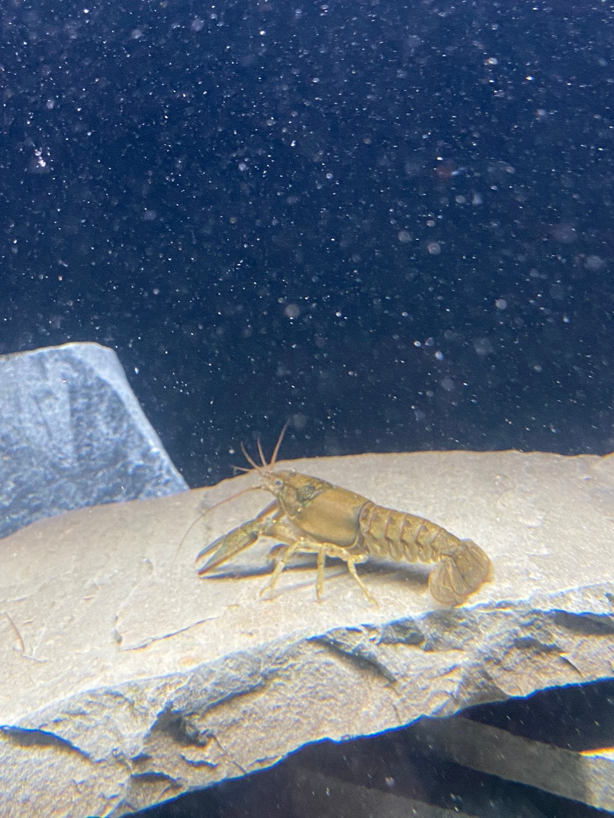Aquarium kreeft zoetwater tropisch of koud water lobster, Dieren en Toebehoren, Slak of Weekdier