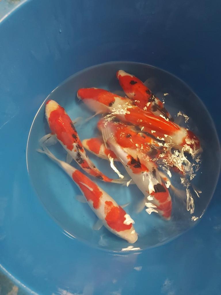 15 koi 35 cm, Dieren en Toebehoren, Karper of Koi