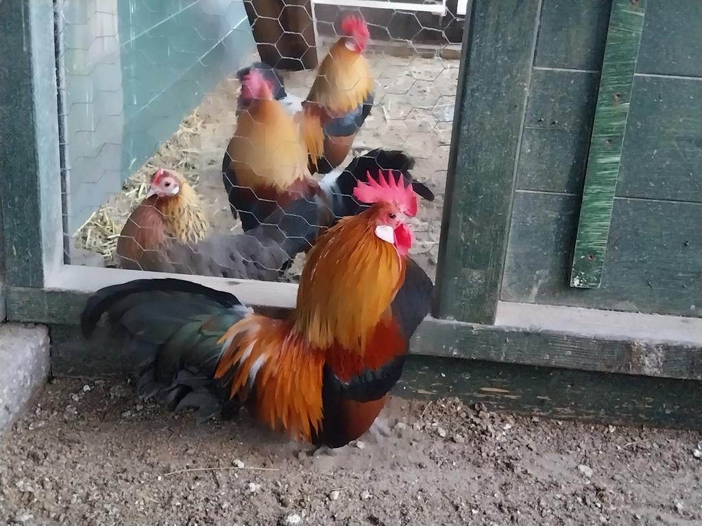 Drents krielhaantje 8 maanden oud, Mannelijk, Kip