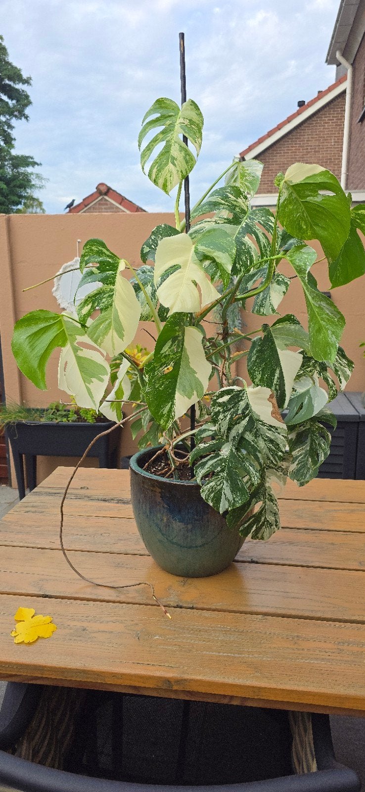 Grote Monstera Variegata - 2 planten in 1 pot (100cm), Huis en Inrichting, Ophalen, 100 tot 150 cm, Overige soorten, Halfschaduw