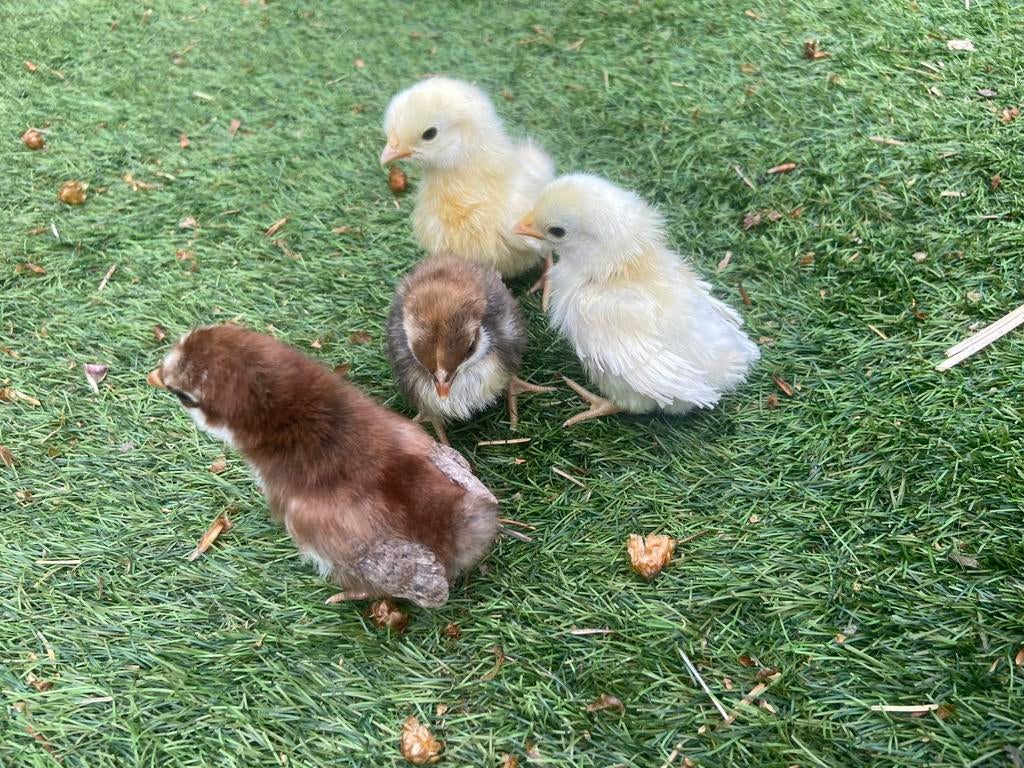 5 serama kuikentjes 2-4 weken oud, Dieren en Toebehoren, Pluimvee, Geslacht onbekend, Kip
