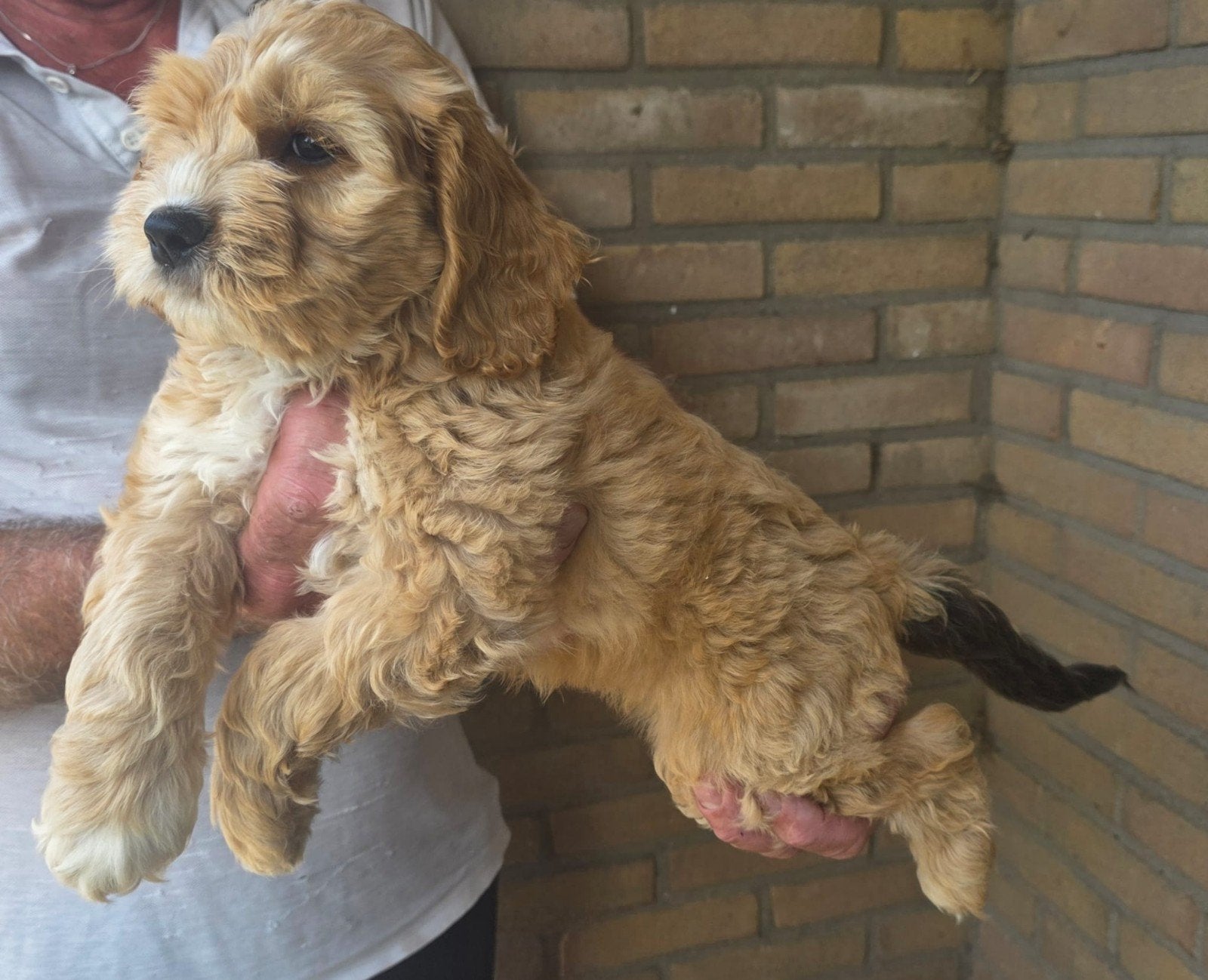 Exclusieve Amerikaanse Cockapoo pups, Parvo, Overige rassen, 8 tot 15 weken, Meerdere