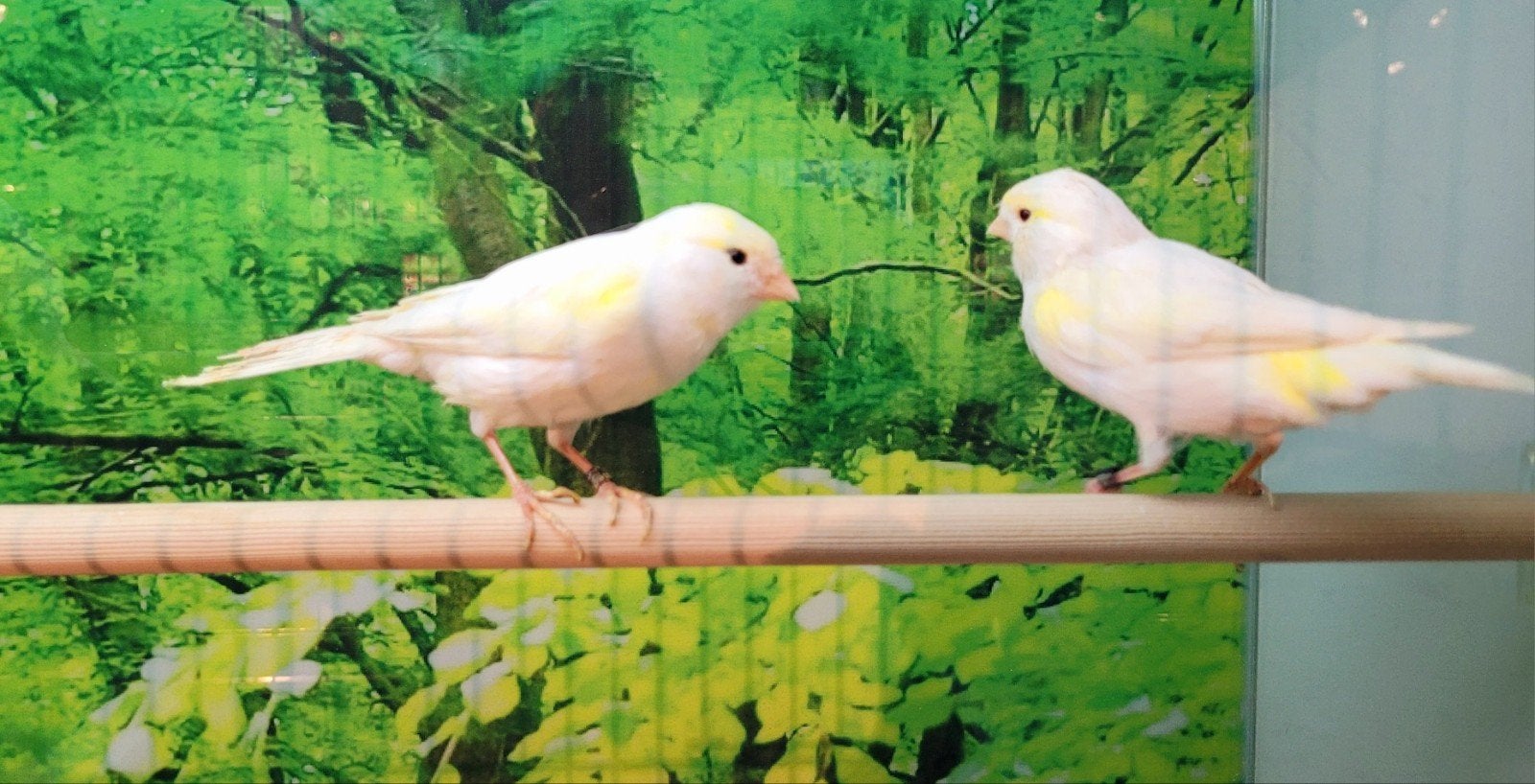Kanaries diverse soorten., Meerdere dieren
