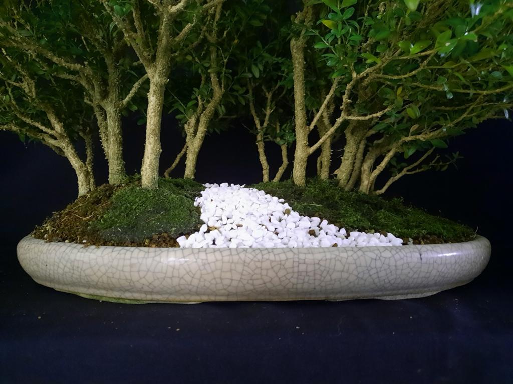 Bonsai Buxusbos. AFGEPRIJSD!!! €100, Tuin en Terras, Planten | Bomen, Ophalen